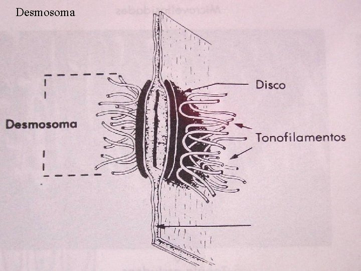 Desmosoma 