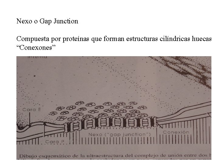 Nexo o Gap Junction Compuesta por proteínas que forman estructuras cilíndricas huecas “Conexones” 