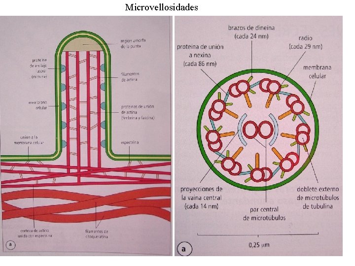 Microvellosidades 