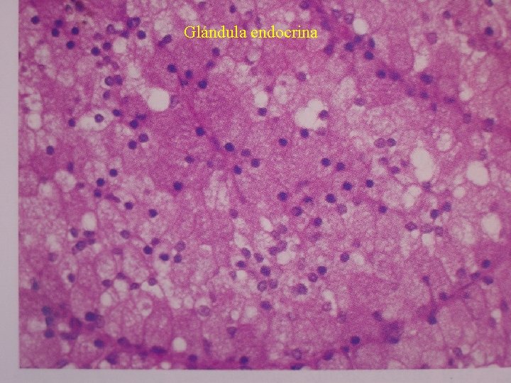 Glándula endocrina 