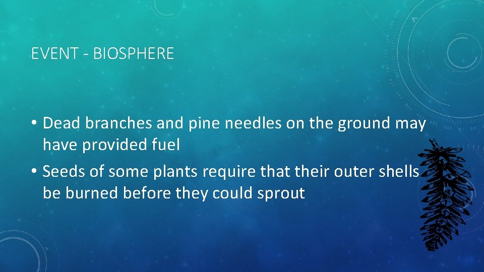 EVENT - BIOSPHERE • Dead branches and pine needles on the ground may have