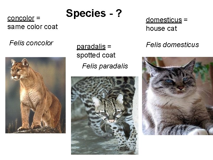 concolor = same color coat Felis concolor Species - ? paradalis = spotted coat concolor = same color coat Felis concolor Species - ? paradalis = spotted coat