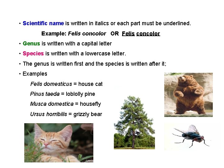 • Scientific name is written in italics or each part must be underlined. • Scientific name is written in italics or each part must be underlined.