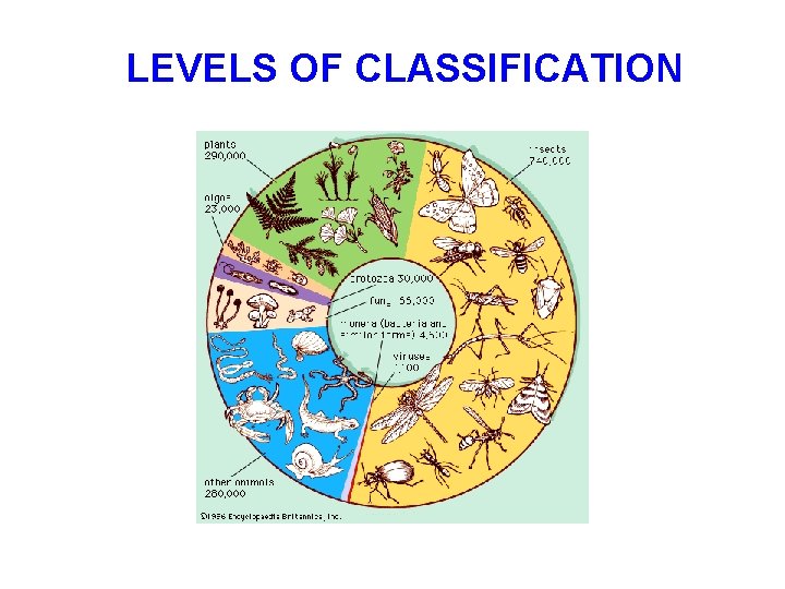 LEVELS OF CLASSIFICATION LEVELS OF CLASSIFICATION