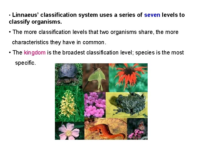 • Linnaeus’ classification system uses a series of seven levels to classify organisms. • Linnaeus’ classification system uses a series of seven levels to classify organisms.