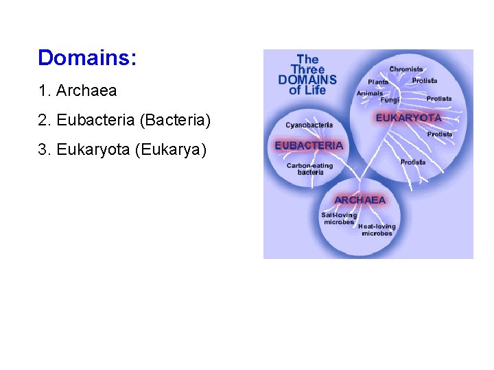 Domains: 1. Archaea 2. Eubacteria (Bacteria) 3. Eukaryota (Eukarya) Domains: 1. Archaea 2. Eubacteria (Bacteria) 3. Eukaryota (Eukarya)