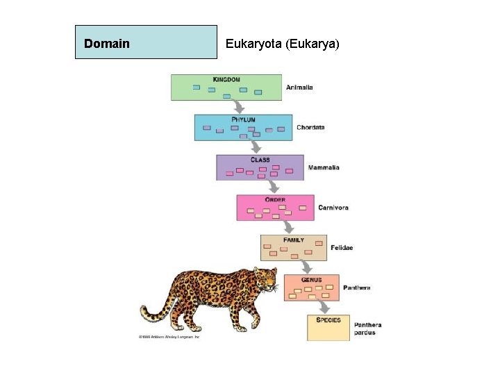 Domain Eukaryota (Eukarya) Domain Eukaryota (Eukarya)