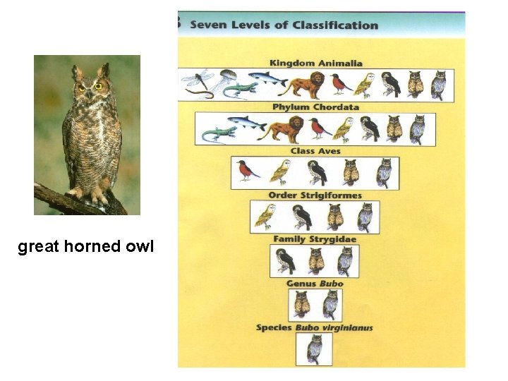 great horned owl great horned owl