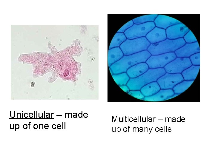 Unicellular – made up of one cell Multicellular – made up of many cells Unicellular – made up of one cell Multicellular – made up of many cells