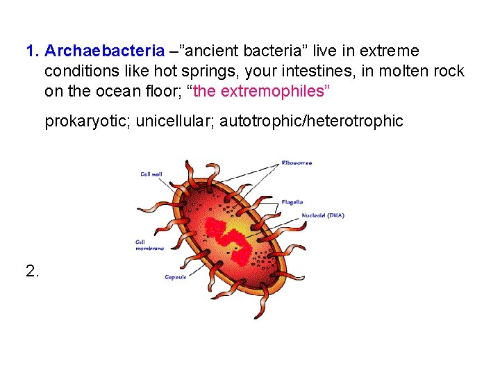 1. Archaebacteria –”ancient bacteria” live in extreme conditions like hot springs, your intestines, in 1. Archaebacteria –”ancient bacteria” live in extreme conditions like hot springs, your intestines, in