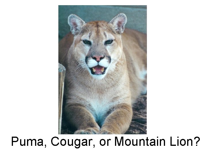 Puma, Cougar, or Mountain Lion? Puma, Cougar, or Mountain Lion?
