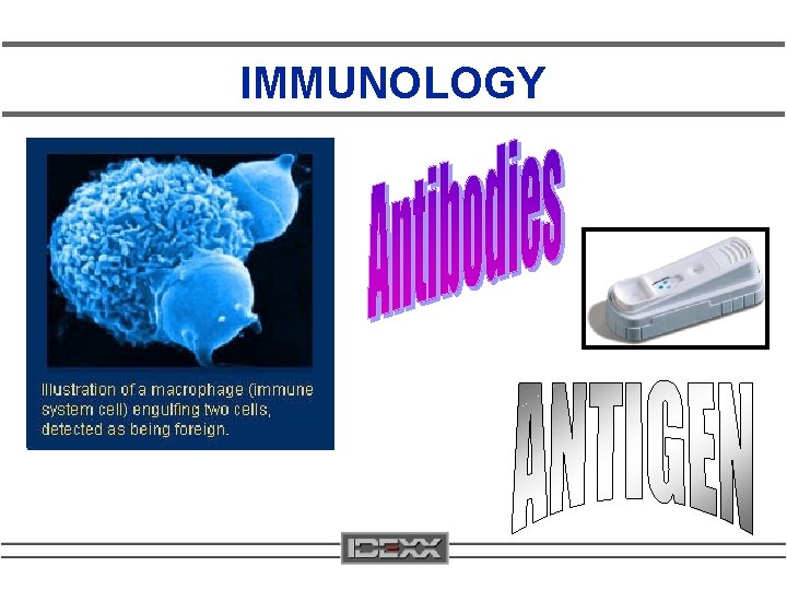 IMMUNOLOGY 