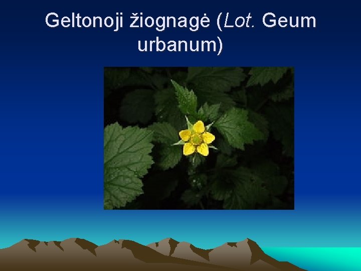 Geltonoji žiognagė (Lot. Geum urbanum) 