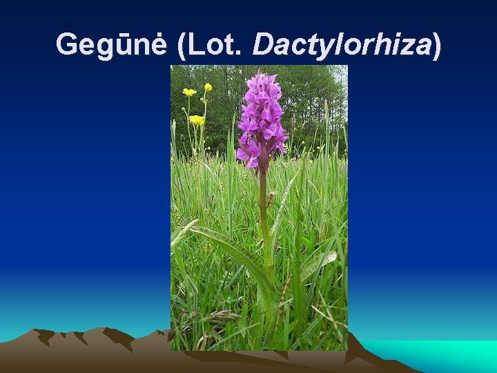 Gegūnė (Lot. Dactylorhiza) 