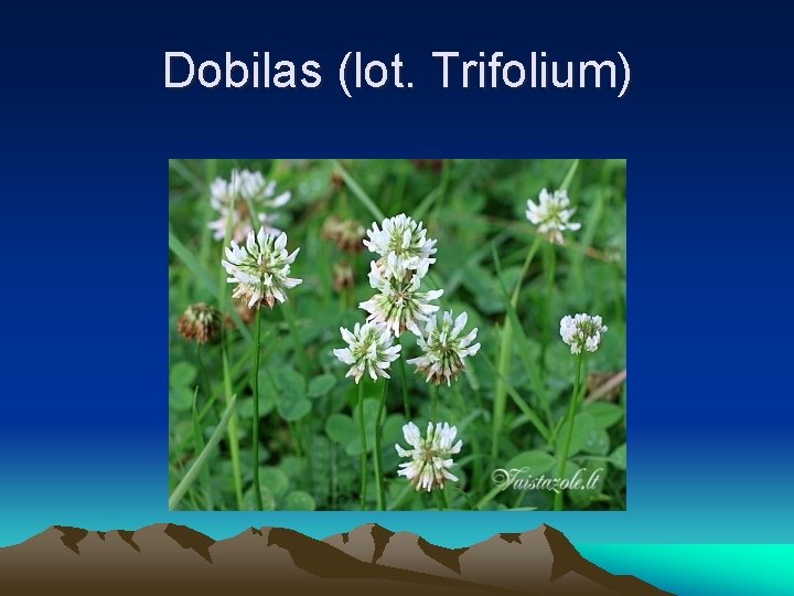 Dobilas (lot. Trifolium) 