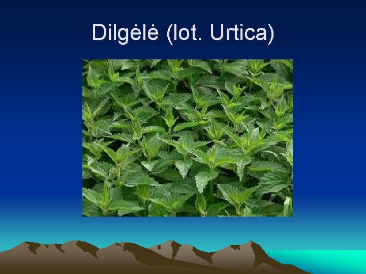 Dilgėlė (lot. Urtica) 