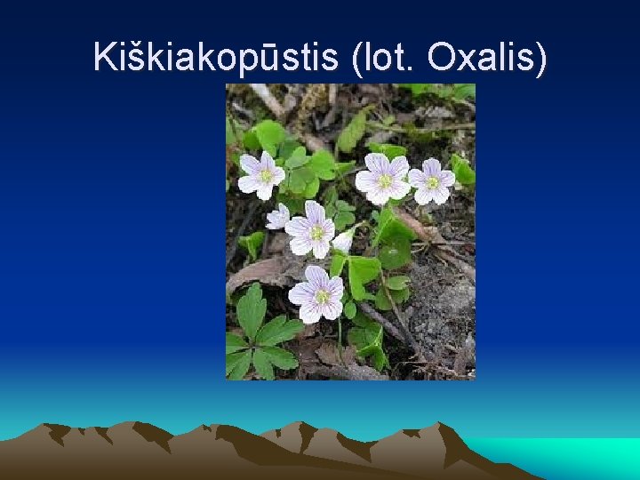 Kiškiakopūstis (lot. Oxalis) 