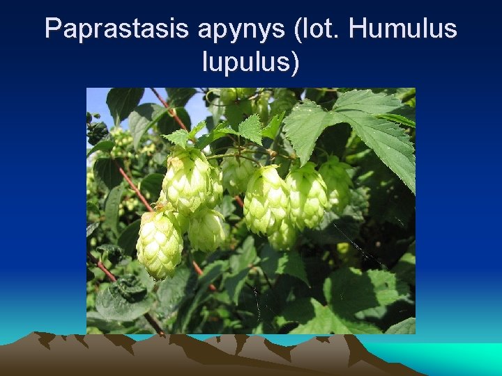 Paprastasis apynys (lot. Humulus lupulus) 