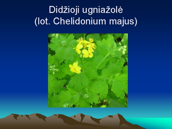 Didžioji ugniažolė (lot. Chelidonium majus) 