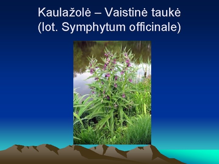 Kaulažolė – Vaistinė taukė (lot. Symphytum officinale) 