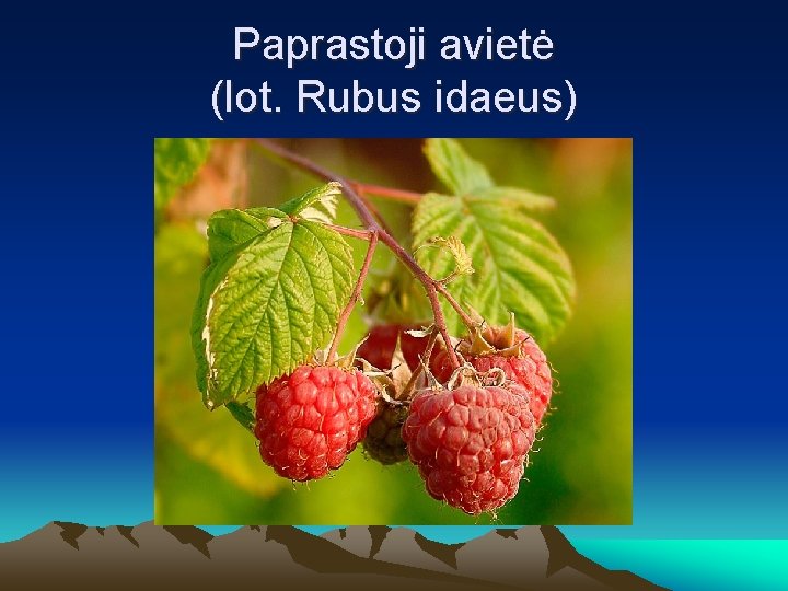 Paprastoji avietė (lot. Rubus idaeus) 