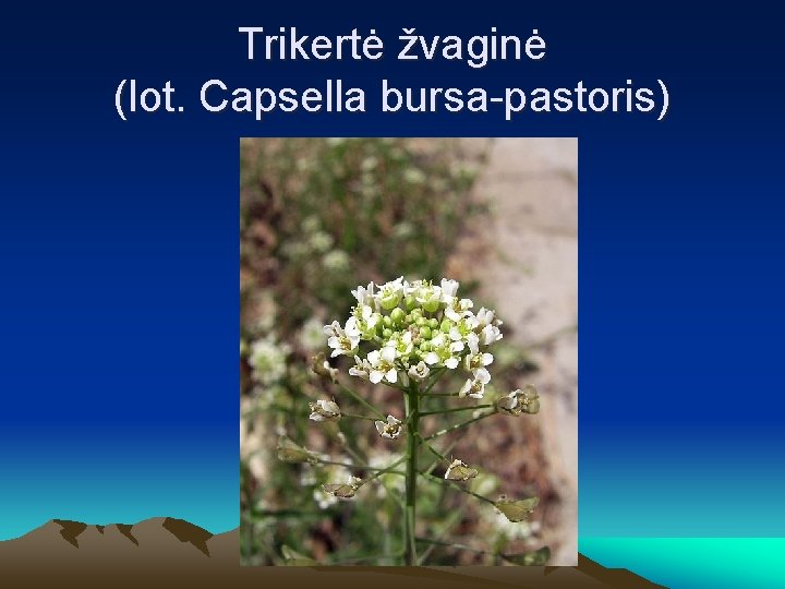 Trikertė žvaginė (lot. Capsella bursa-pastoris) 