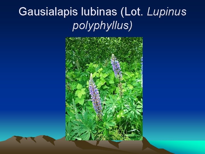 Gausialapis lubinas (Lot. Lupinus polyphyllus) 