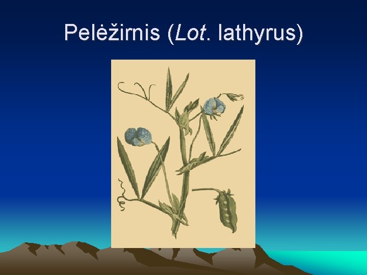 Pelėžirnis (Lot. lathyrus) 