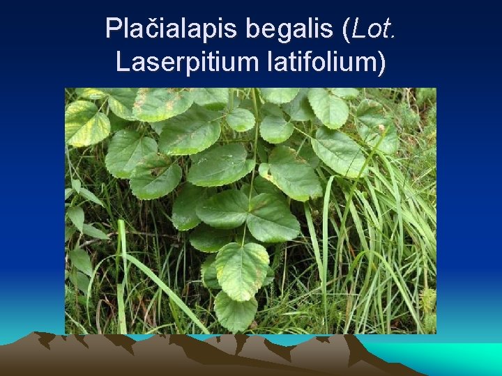 Plačialapis begalis (Lot. Laserpitium latifolium) 