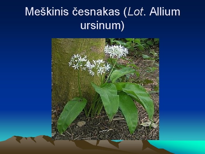 Meškinis česnakas (Lot. Allium ursinum) 