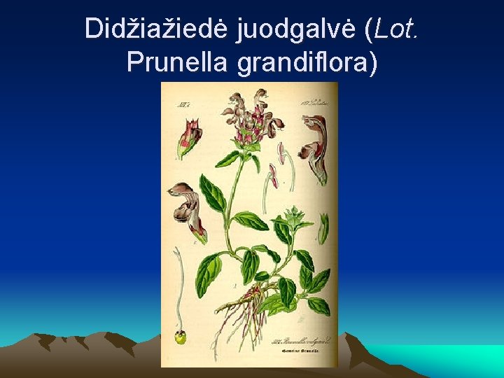 Didžiažiedė juodgalvė (Lot. Prunella grandiflora) 