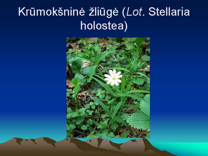 Krūmokšninė žliūgė (Lot. Stellaria holostea) 