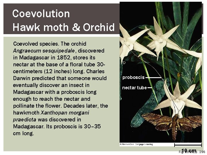 Coevolution Hawk moth & Orchid Coevolved species. The orchid Angraecum sesquipedale, discovered in Madagascar