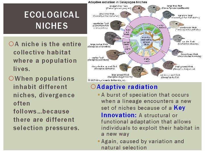 ECOLOGICAL NICHES A niche is the entire collective habitat where a population lives. When