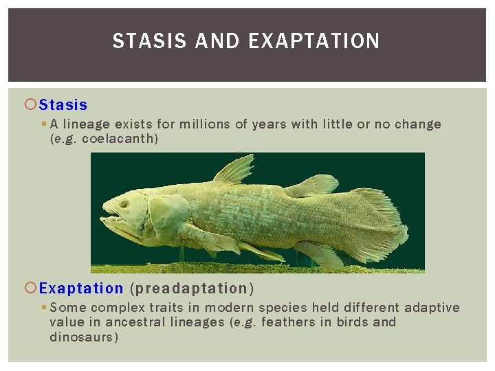 STASIS AND EXAPTATION Stasis A lineage exists for millions of years with little or
