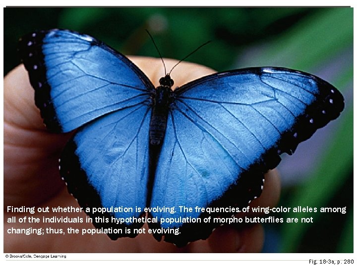 Finding out whether a population is evolving. The frequencies of wing-color alleles among all