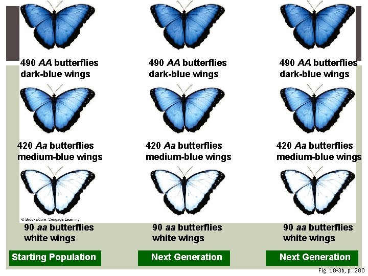 490 AA butterflies dark-blue wings 420 Aa butterflies medium-blue wings 90 aa butterflies white