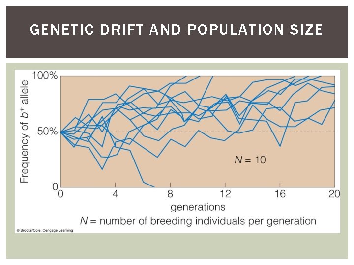 GENETIC DRIFT AND POPULATION SIZE 