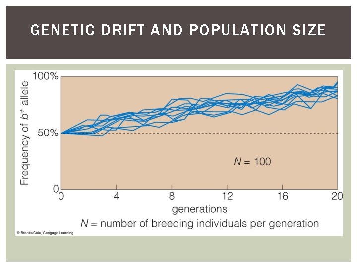 GENETIC DRIFT AND POPULATION SIZE 
