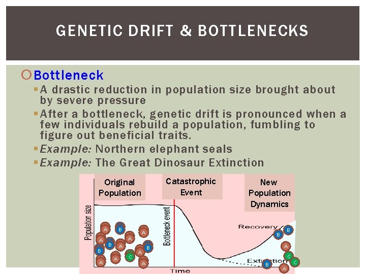 GENETIC DRIFT & BOTTLENECKS Bottleneck A drastic reduction in population size brought about by