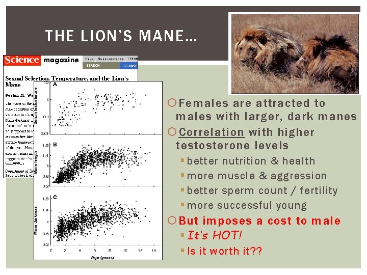 THE LION’S MANE… Females are attracted to males with larger, dark manes Correlation with