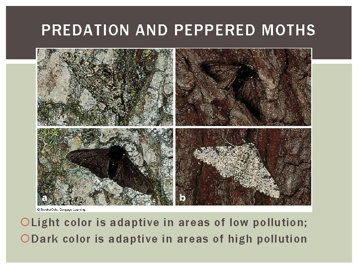 PREDATION AND PEPPERED MOTHS Light color is adaptive in areas of low pollution; Dark