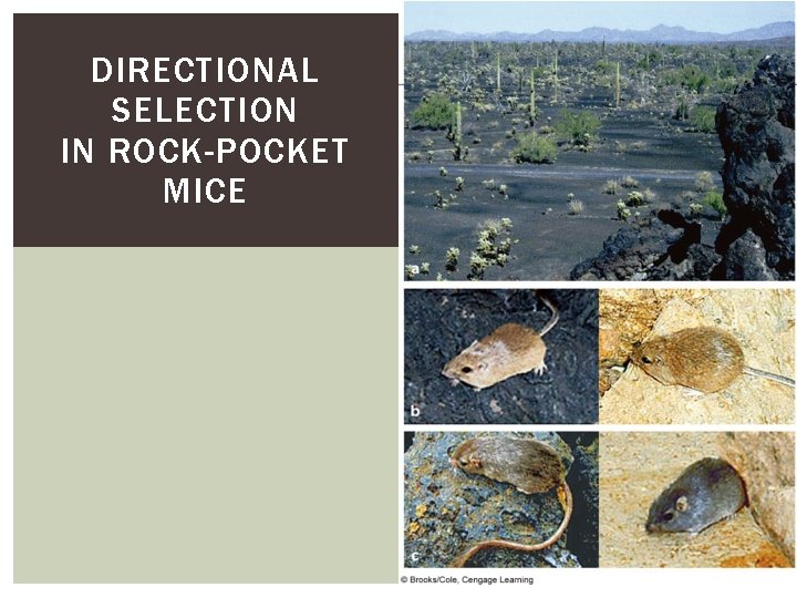 DIRECTIONAL SELECTION IN ROCK-POCKET MICE 