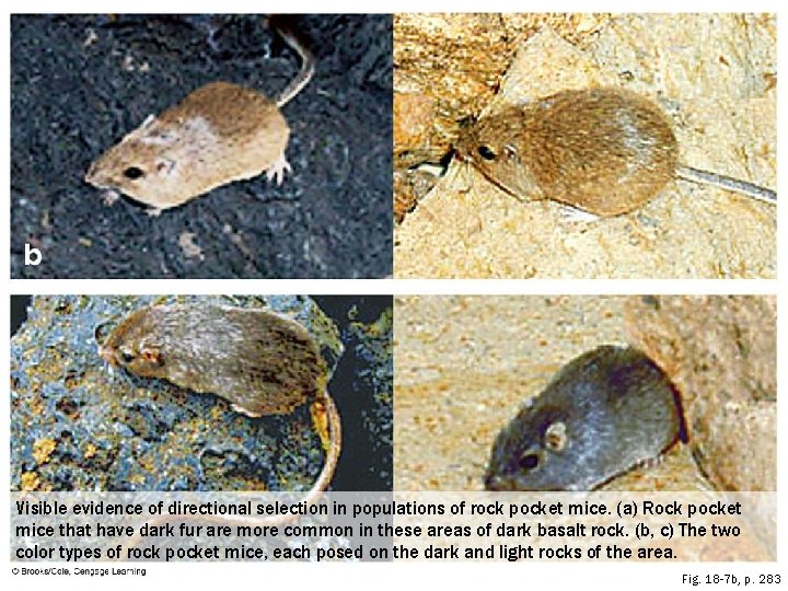Visible evidence of directional selection in populations of rock pocket mice. (a) Rock pocket