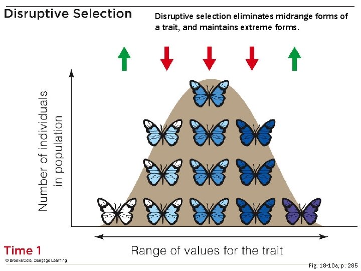 Disruptive selection eliminates midrange forms of a trait, and maintains extreme forms. Fig. 18