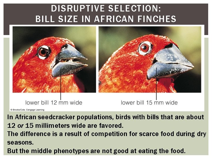 DISRUPTIVE SELECTION: BILL SIZE IN AFRICAN FINCHES In African seedcracker populations, birds with bills