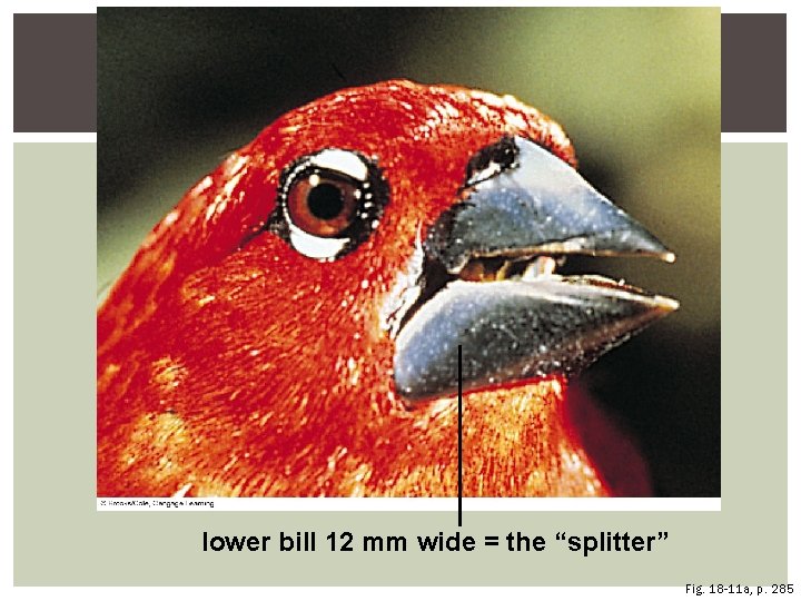 lower bill 12 mm wide = the “splitter” Fig. 18 -11 a, p. 285