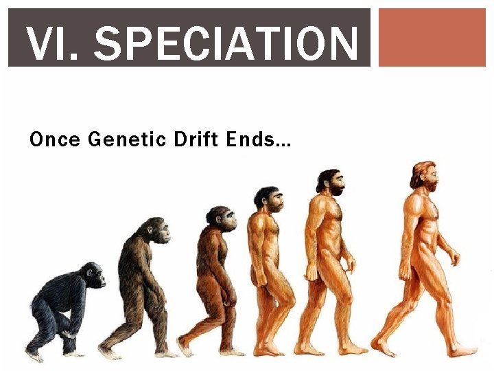 VI. SPECIATION Once Genetic Drift Ends… 