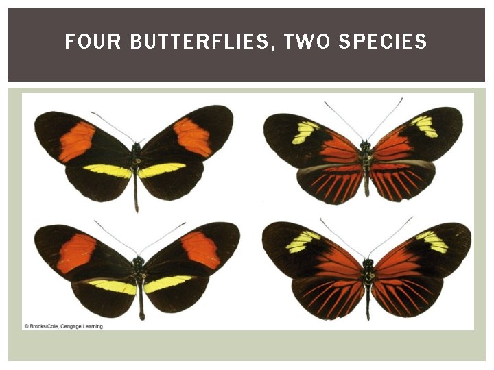 FOUR BUTTERFLIES, TWO SPECIES 