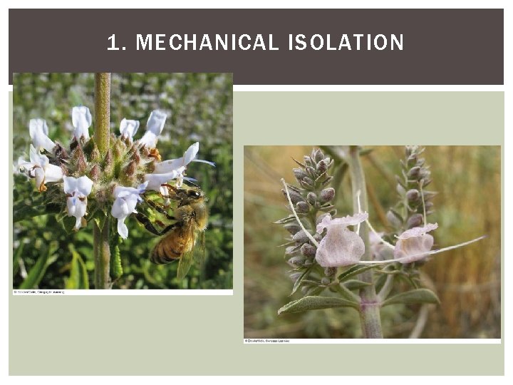 1. MECHANICAL ISOLATION 